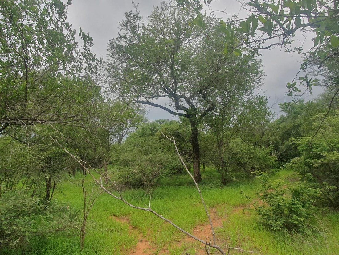 Land in Hoedspruit, Limpopo, South Africa 4 - 16803428