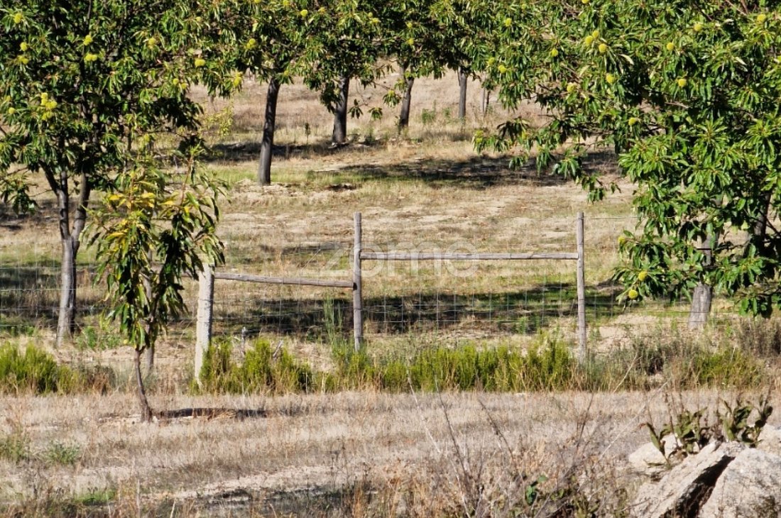 Terreno a Alijó, Distretto di Vila Real, Portogallo 1 - 16801133