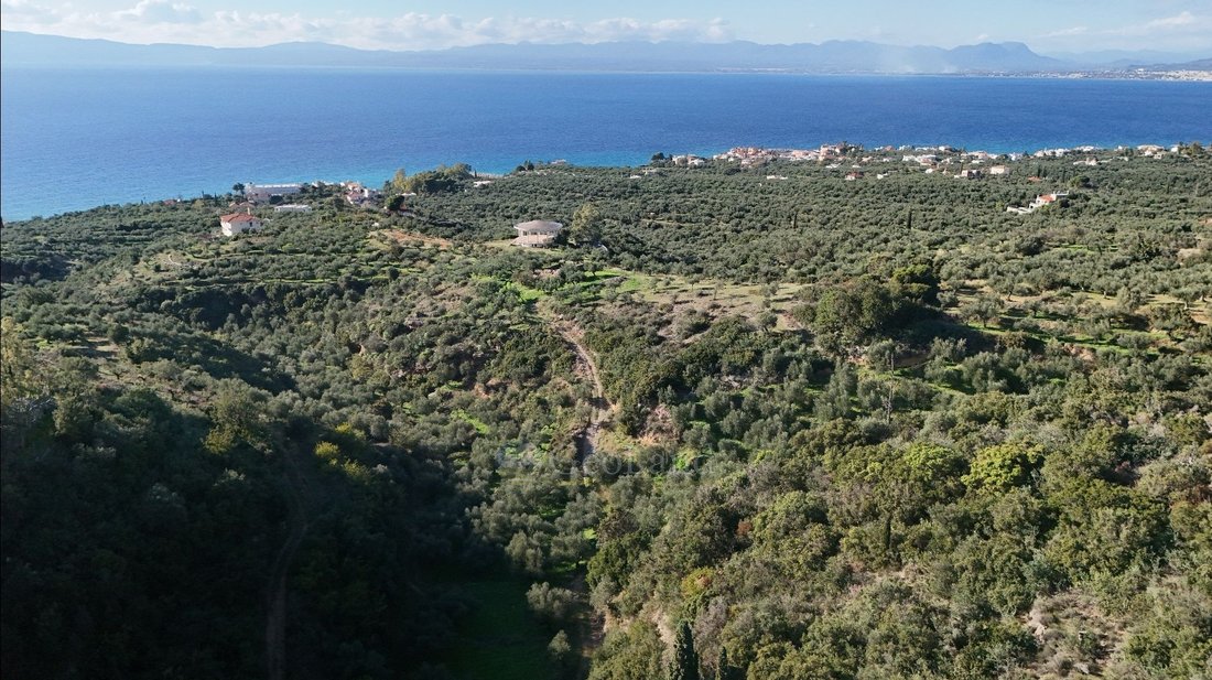 Land in Avia, Peloponnese, Western Greece and the Ionian, Greece 1 - 16798557