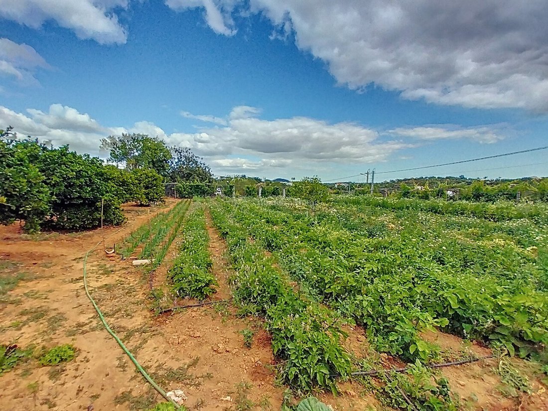 Farm Ranch in Boliqueime, Algarve, Portugal 5 - 16801622