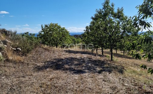 Terrain à Alijó, Vila Real, Portugal 1