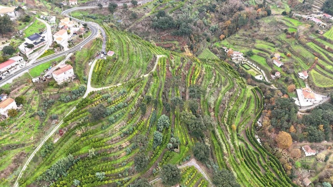 Farm Ranch in Santa Cruz do Douro e Sao Tome de Covelas, Porto District, Portugal 1 - 16813508