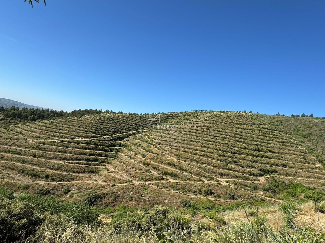 Farm Ranch in Longroiva, Guarda District, Portugal 4 - 16809648