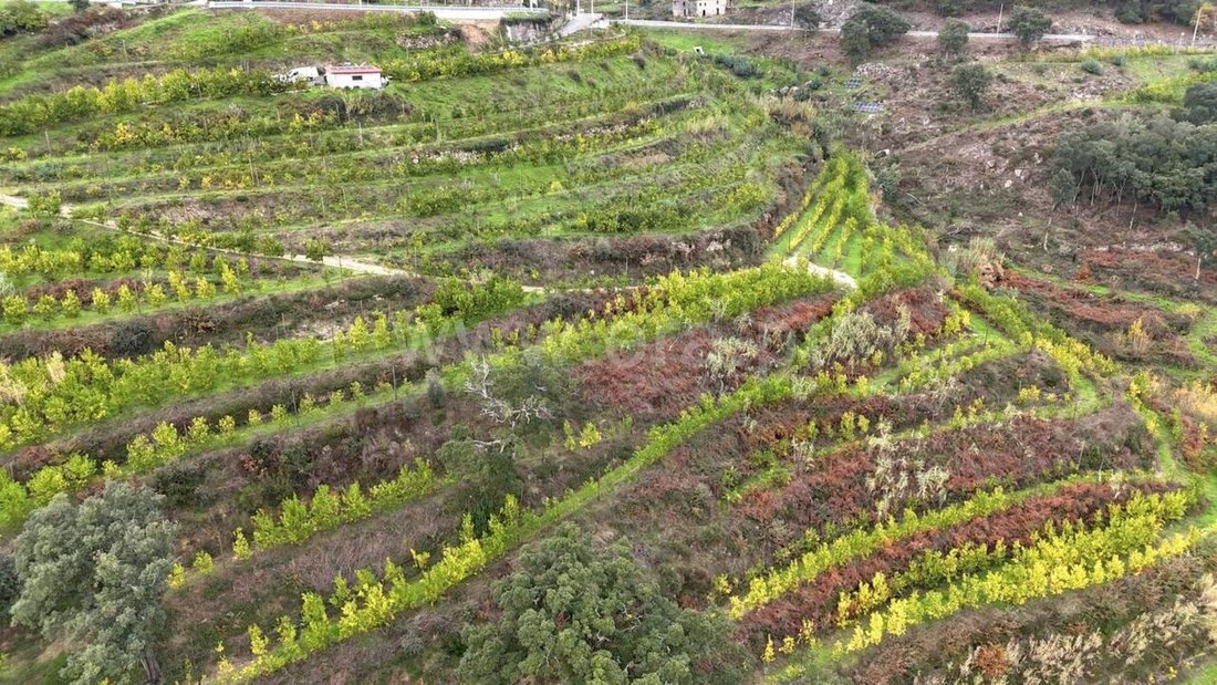 Farm Ranch in Santa Cruz do Douro e Sao Tome de Covelas, Porto District, Portugal 2 - 16813508