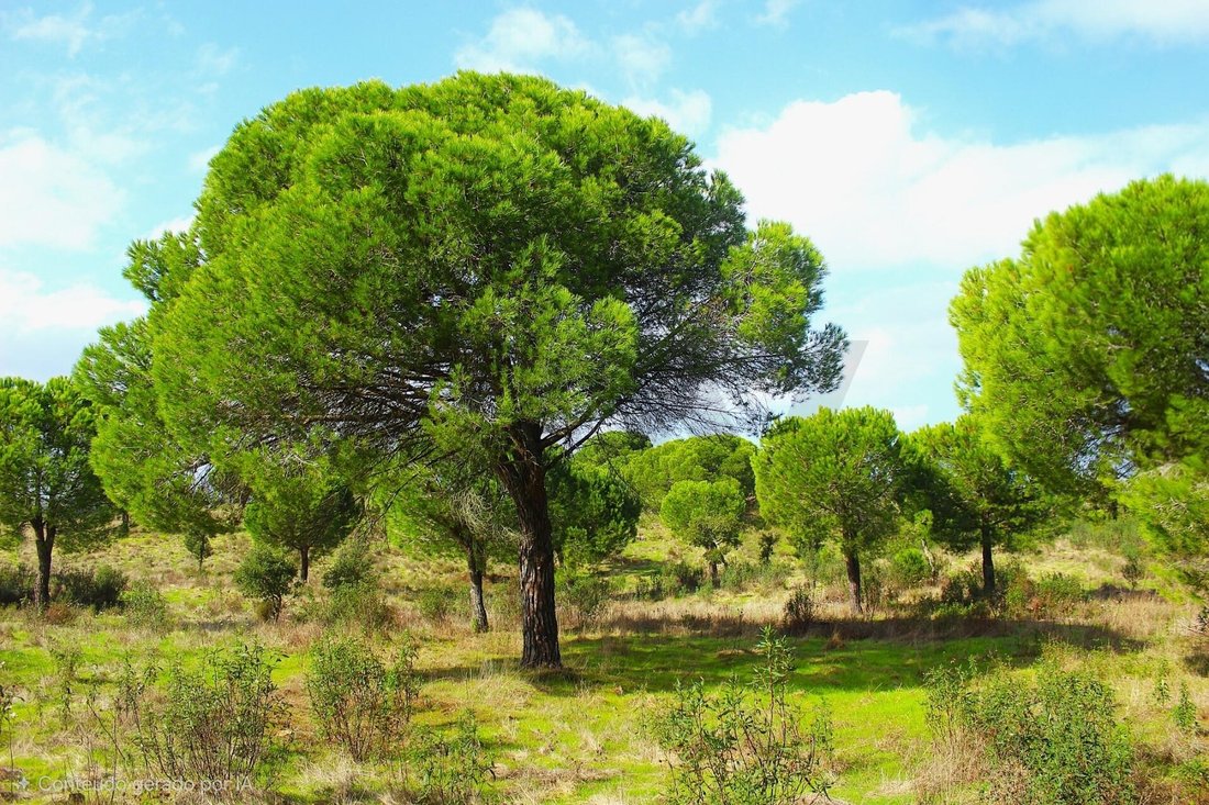 Terrain à Grandola et Santa Margarida da Serra, Setúbal Municipality, Portugal 1 - 16813074