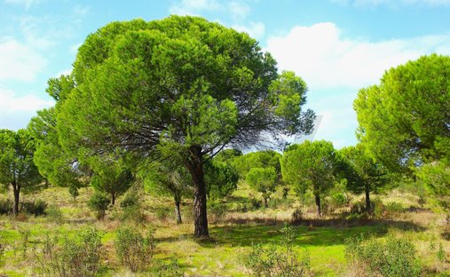 Terreno a Grandola e Santa Margarida da Serra, Setúbal Municipality, Portogallo 1