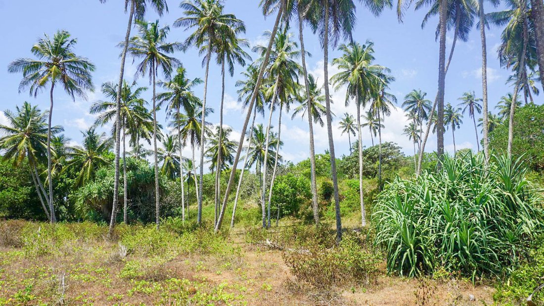 Land in Tangalle, Southern Province, Sri Lanka 5 - 16813435
