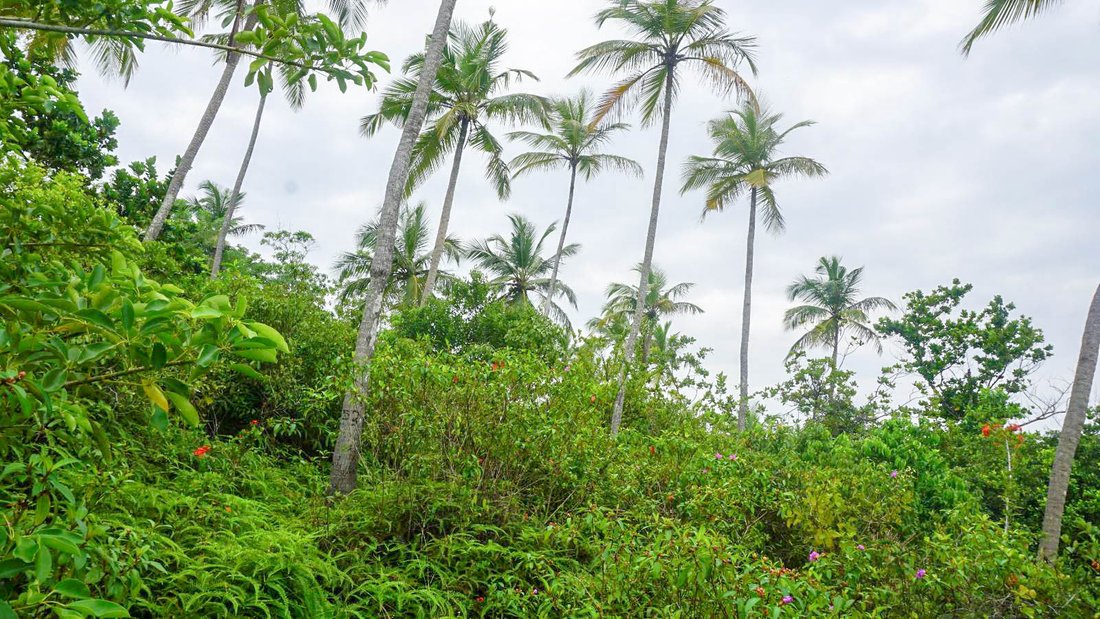 Land in Hikkaduwa, Southern Province, Sri Lanka 5 - 16813096