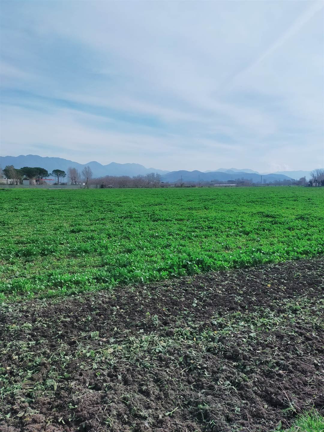 Land in Marigliano, Kampanien, Italien 1 - 16816618