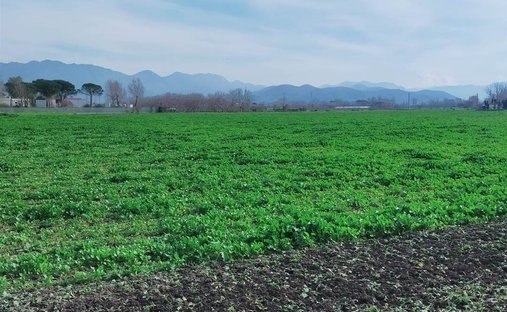 Land in Marigliano, Campania, Italy 1