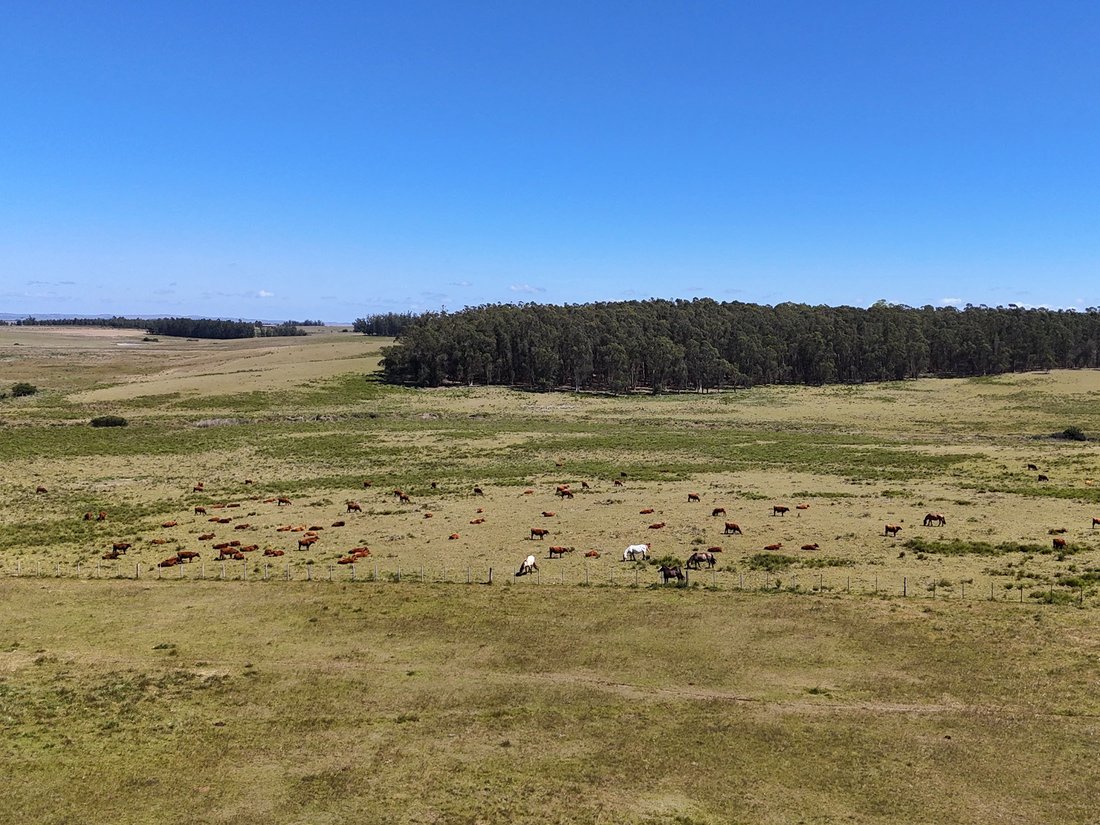 Farm Ranch in Chacras de Medellin Sur Lac, Maldonado Department, Uruguay 2 - 16818862