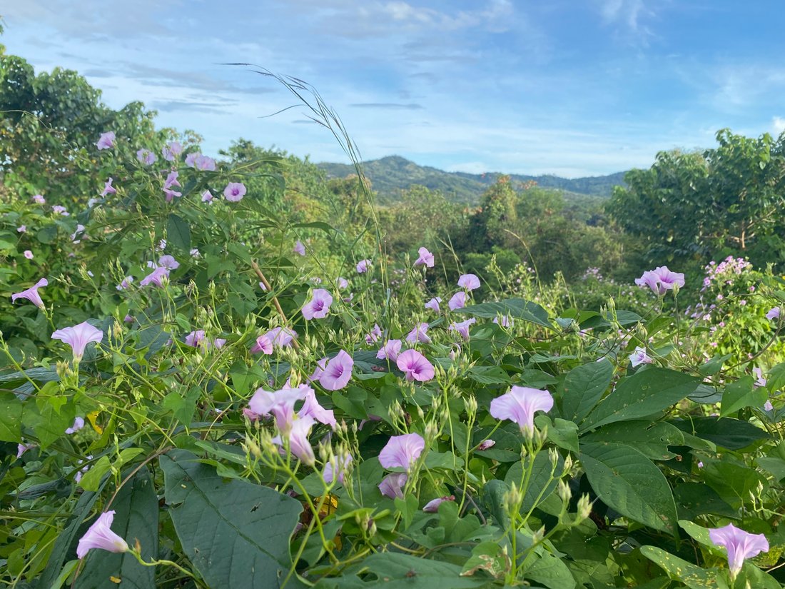 Land in Junquillal, Santa Cruz, Costa Rica 3 - 16820882