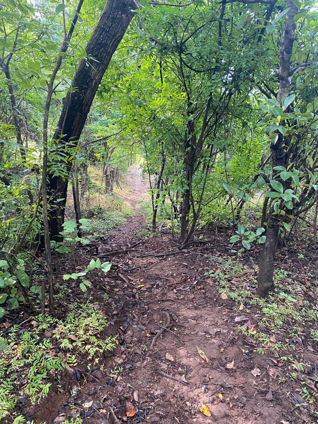 Land in Junquillal, Santa Cruz, Costa Rica 4 - 16820882