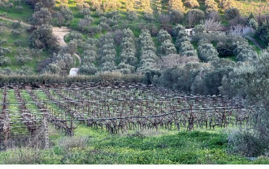 Terreno a 2nd Community of Heraklion - Eastern, Heraklion, Grecia 5 - 16825419