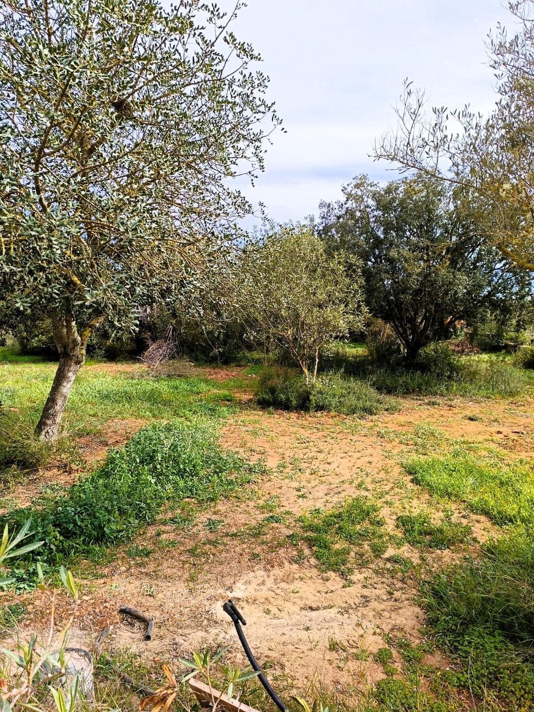 Villa in Manacor, Balearic Islands, Spain 3 - 16828310