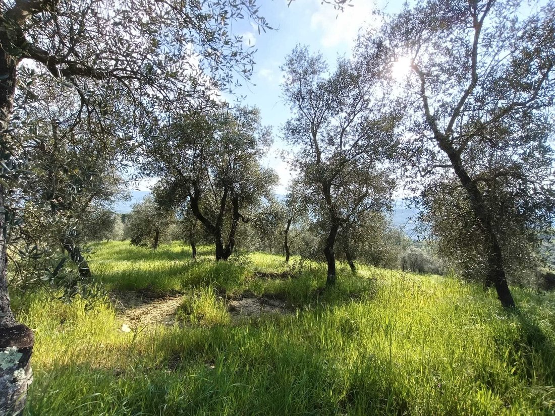 Farm Ranch in Rufina, Toskana, Italien 4 - 16839229