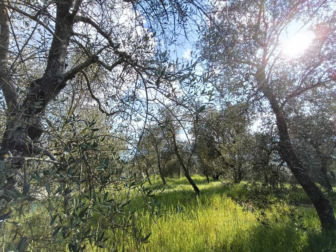 Farm Ranch in Rufina, Toskana, Italien 5 - 16839229