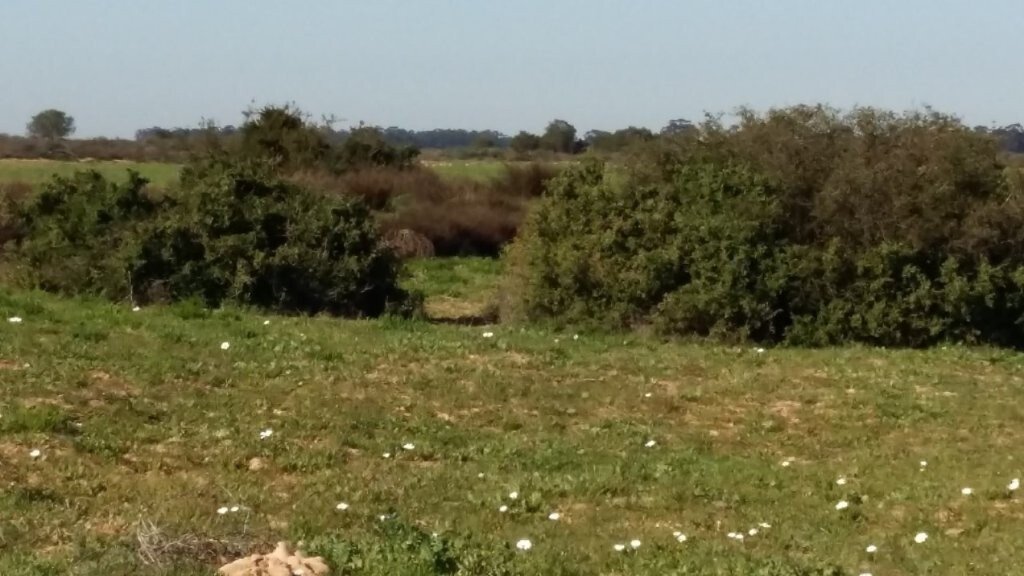 Farm Ranch in Hopefield, Western Cape, South Africa 3 - 16832107