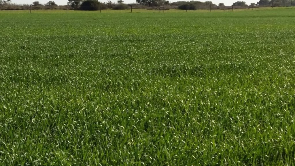 Farm Ranch in Hopefield, Western Cape, South Africa 1 - 16832107