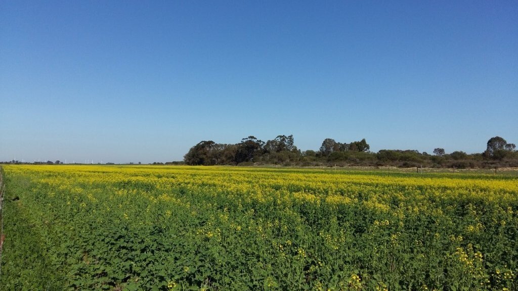 Farm Ranch in Hopefield, Western Cape, South Africa 2 - 16832107
