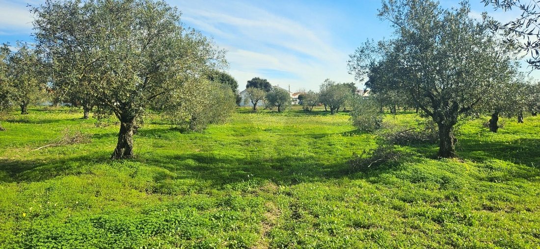 Land in Melides, Setubal, Portugal 3 - 16834512