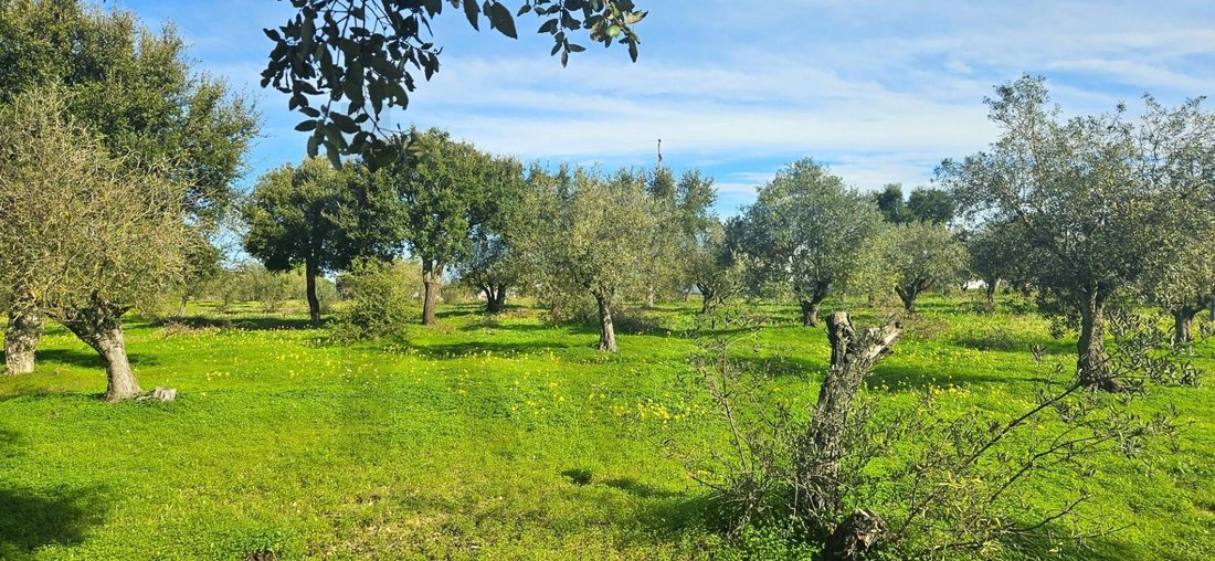 Land in Melides, Setubal, Portugal 4 - 16834512