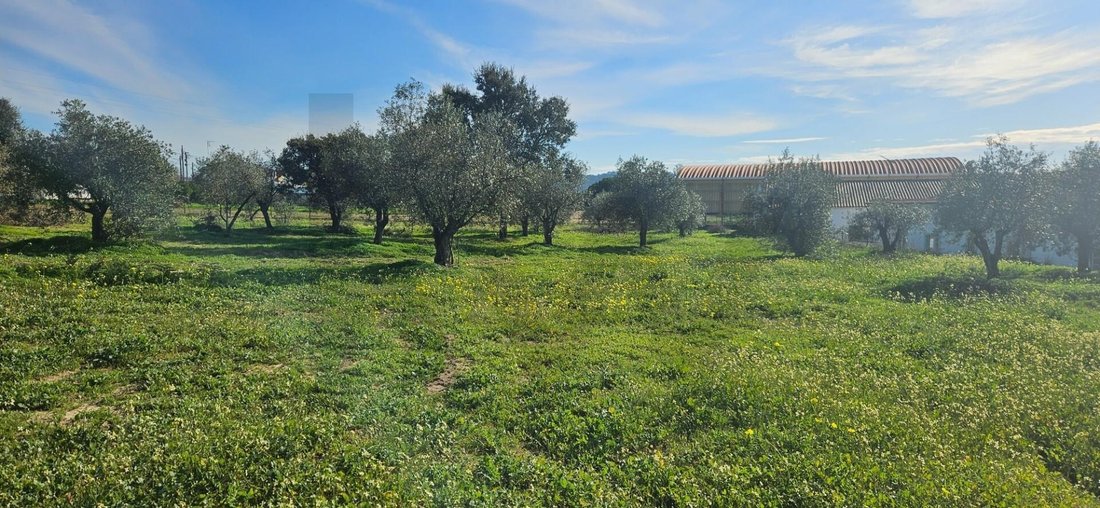 Land in Melides, Setubal, Portugal 5 - 16834512
