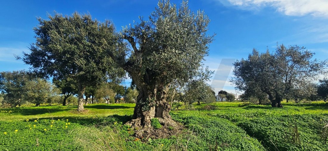 Land in Melides, Setubal, Portugal 2 - 16834512
