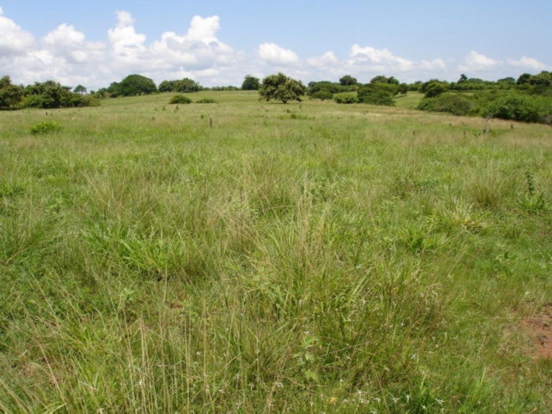 Land in Las Tablas, Los Santos Province, Panama 4 - 16831215