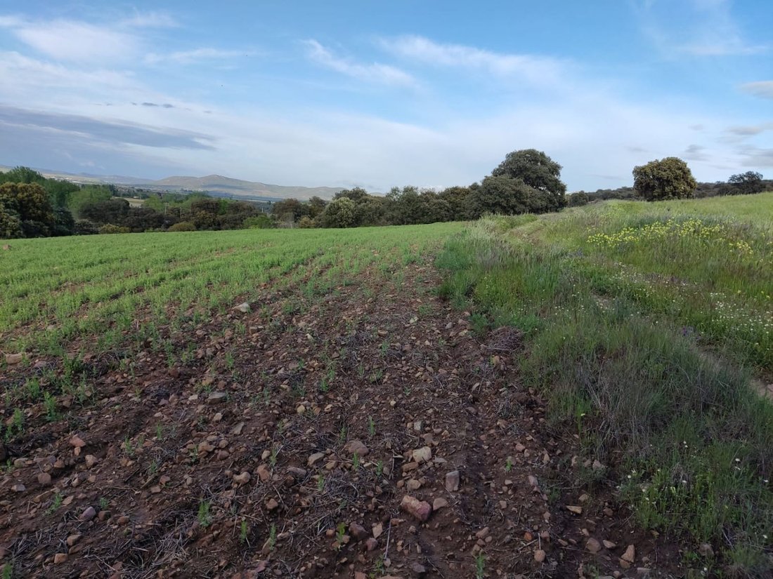 Farm Ranch in Piedrabuena, Kastilien-La Mancha, Spanien 4 - 16851151
