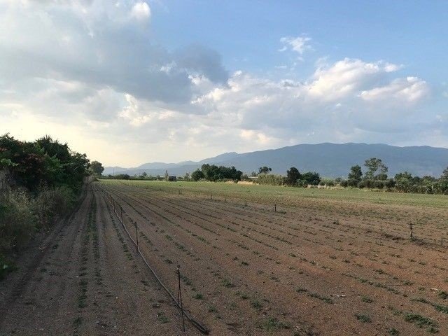 Land in Kalamata, Peloponnese, Western Greece and the Ionian, Greece 2 - 16860695
