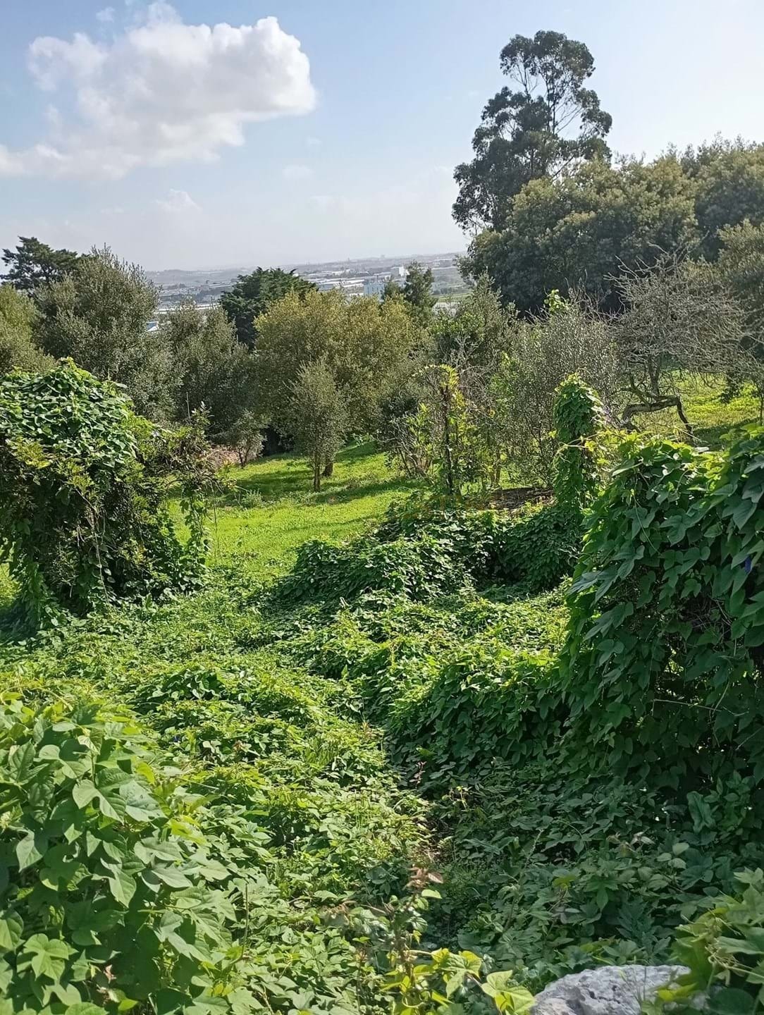 Land in Sintra, Lisbon, Portugal 5 - 16884572