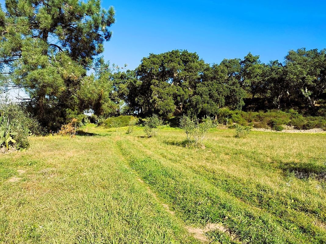 Land in Carregueira, Santarem District, Portugal 3 - 16885151