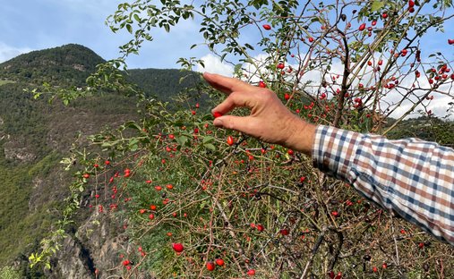 Castle for Sale in Merano, Trentino-South Tyrol, Italy