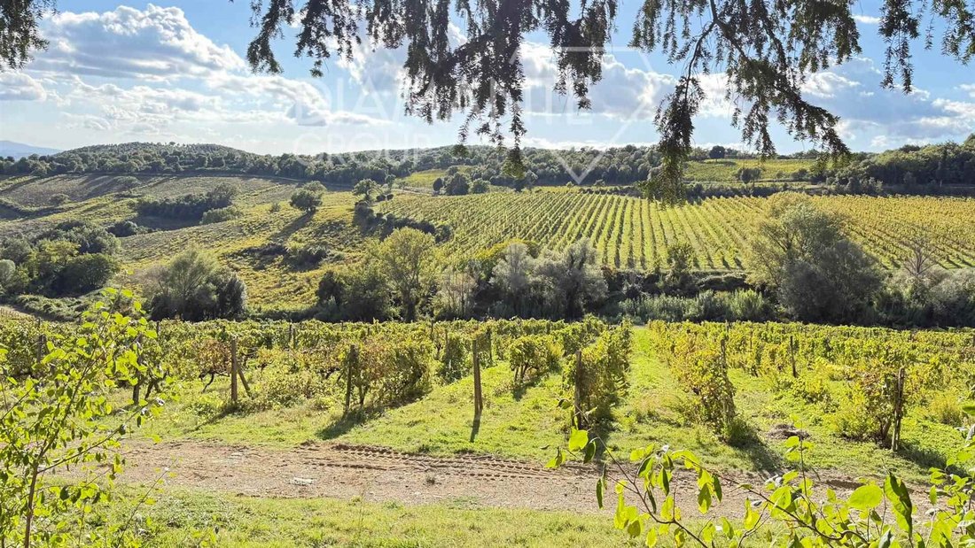 Farm Ranch in Montalcino, Tuscany, Italy 4 - 16873333