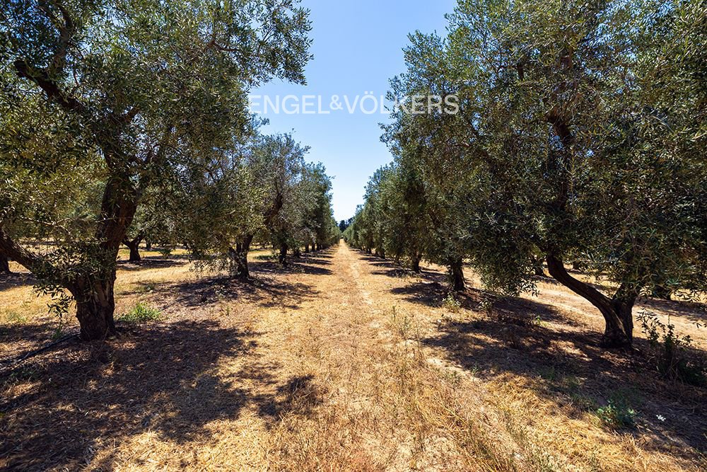 Villa in Alezio, Apulia, Italy 5 - 16013816