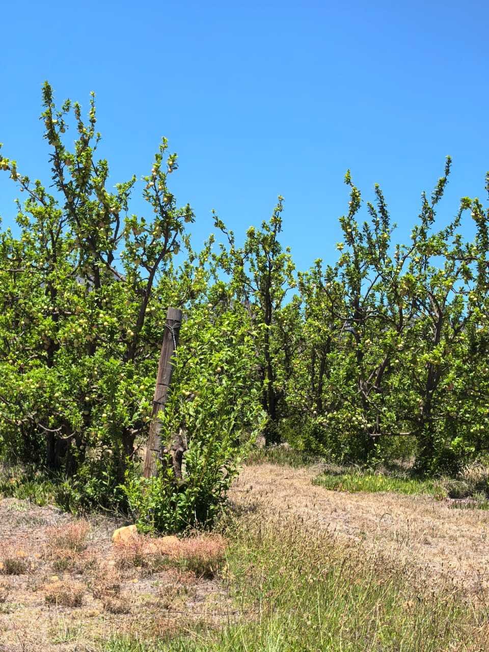 Farm Ranch in George, Western Cape, South Africa 5 - 16885816