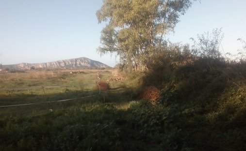 Land in Pylos and Nestor, Peloponnese, Western Greece and the Ionian, Greece 1