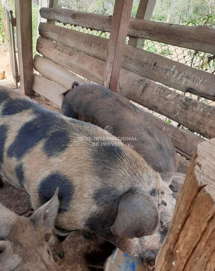 Farm Ranch in Rio de Janeiro, State of Rio de Janeiro, Brazil 3 - 16178490