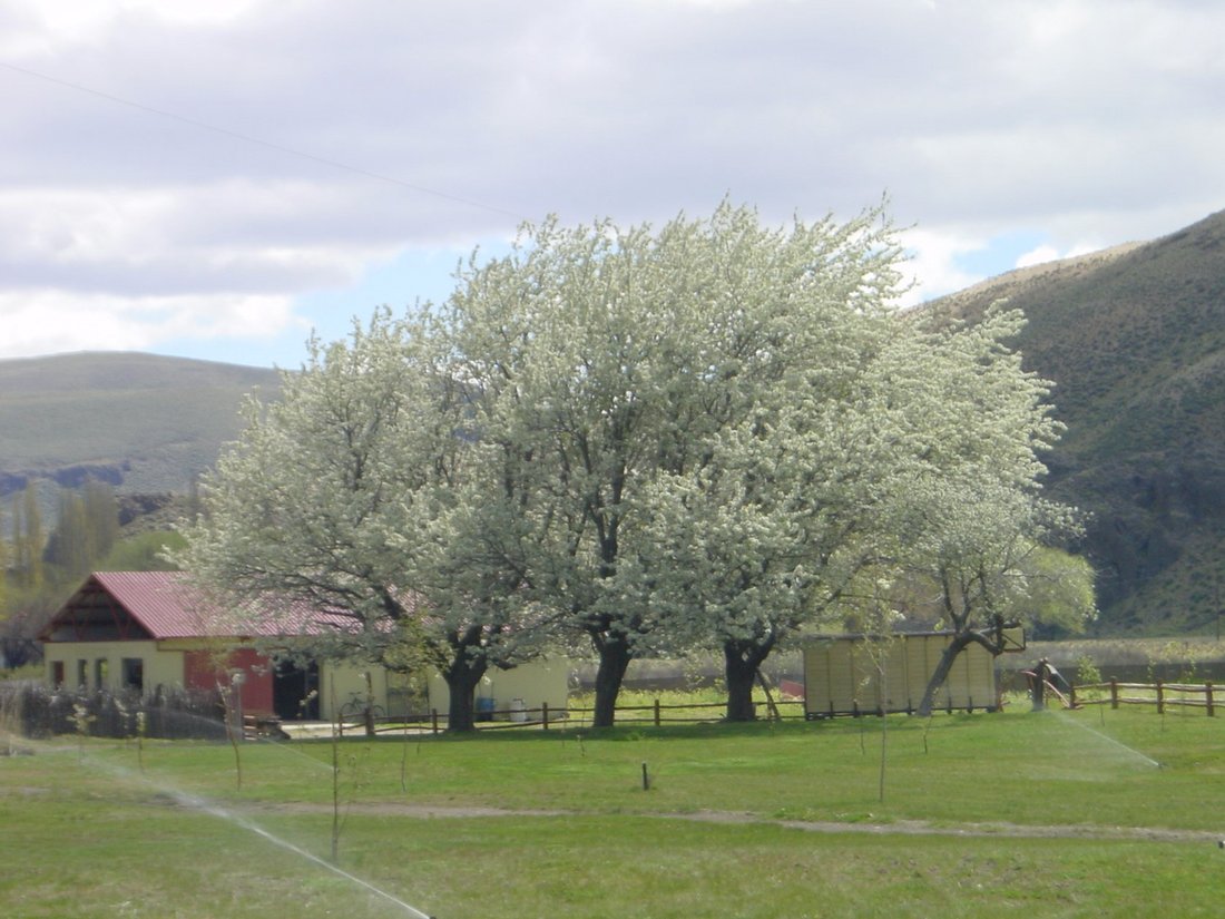 La Lipela, Neuquen, Argentina 3 - 16895802