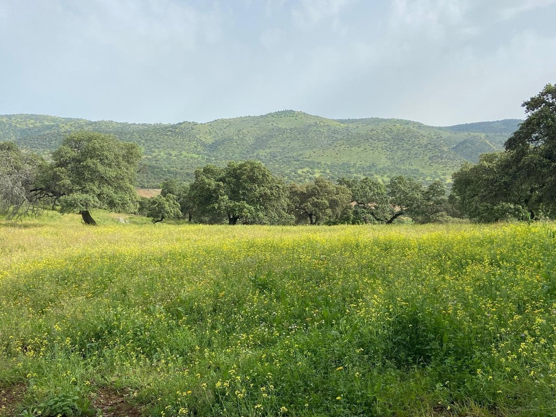 Land in Cazalla de la Sierra, Andalusia, Spain 4 - 16895005