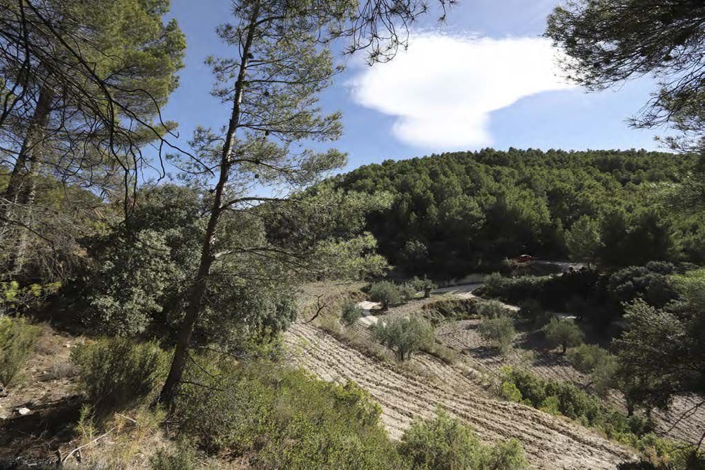 Farm Ranch in la Torre de les Macanes / Torremanzanas, Valencian Community, Spain 3 - 16915198