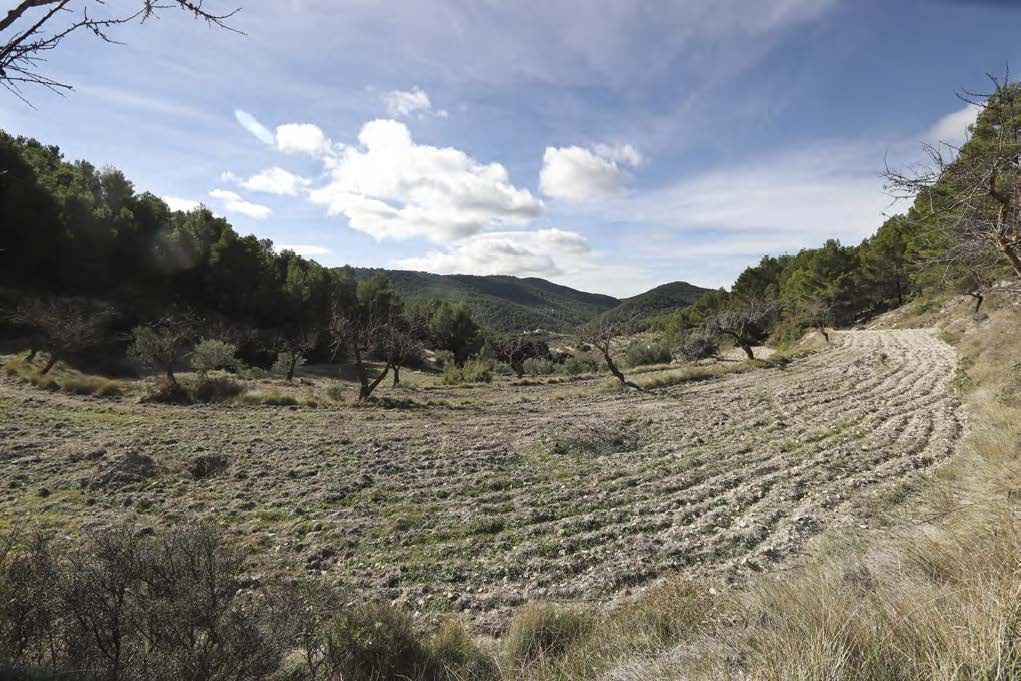 Farm Ranch in la Torre de les Macanes / Torremanzanas, Valencian Community, Spain 5 - 16915198