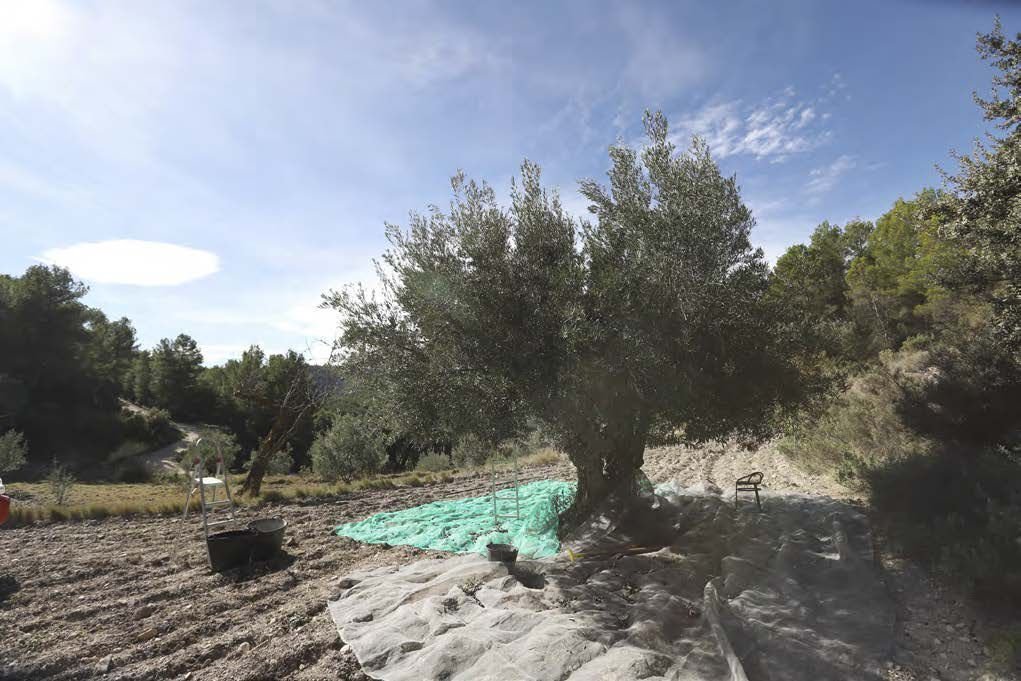Farm Ranch in la Torre de les Macanes / Torremanzanas, Valencian Community, Spain 4 - 16915198