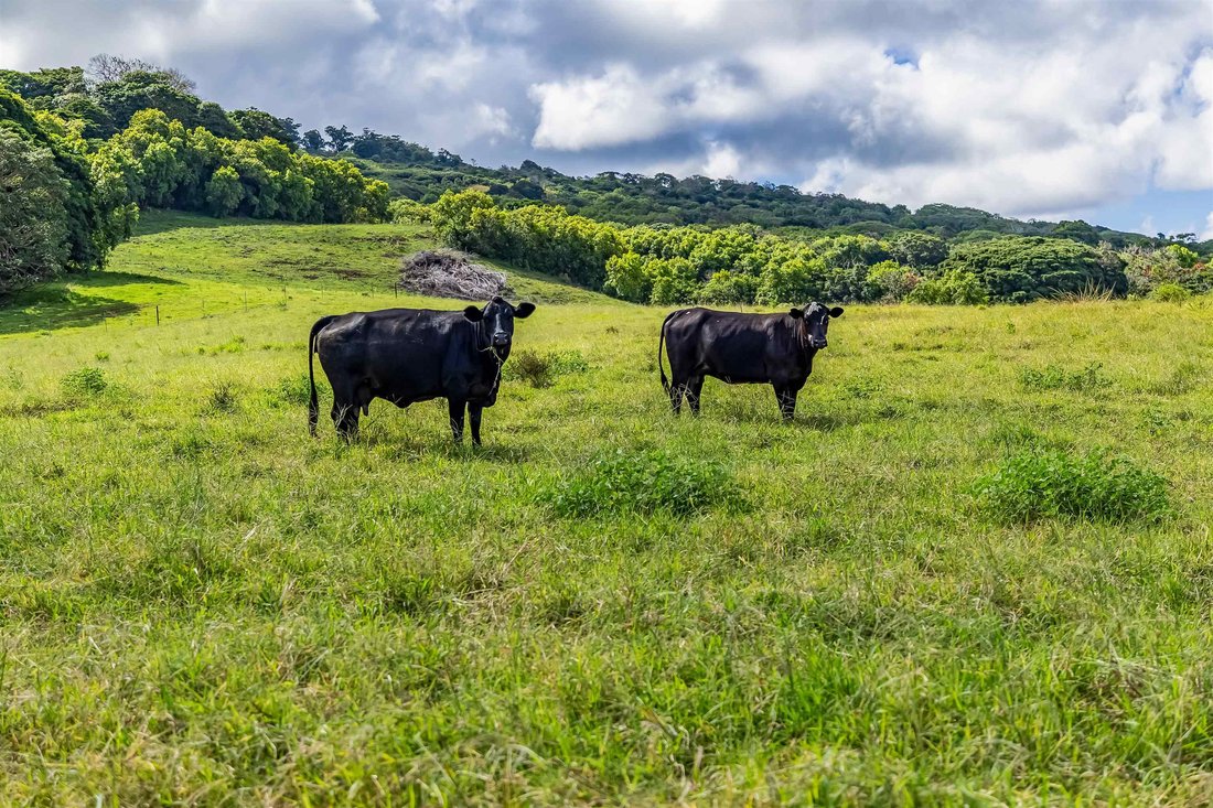 Land in Hana, Hawaii, United States 4 - 16919746