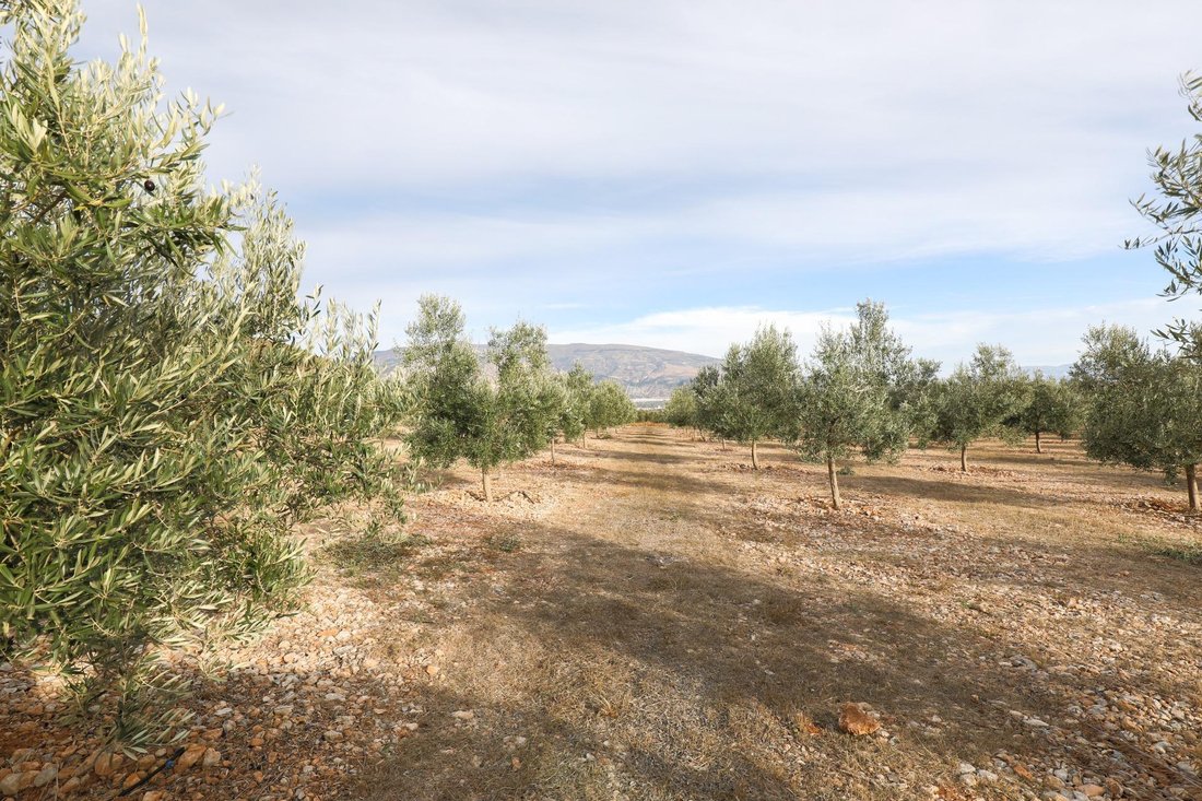 Land in Villamena, Andalusia, Spain 5 - 16918563