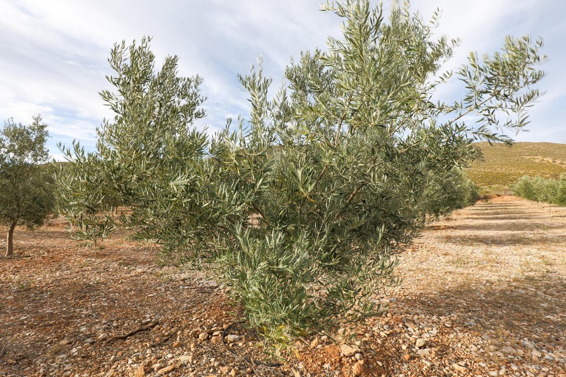 Land in Villamena, Andalusia, Spain 1 - 16918563