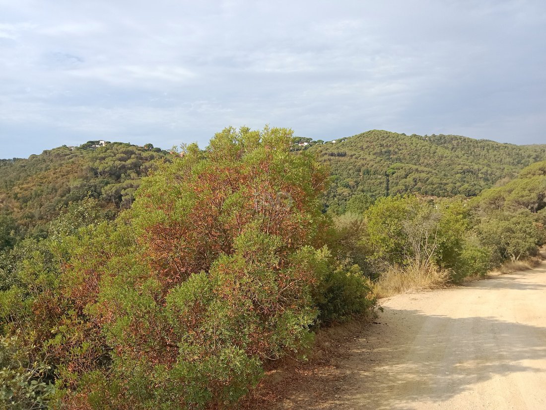 Land in Sant Cebria de Vallalta, Catalonia, Spain 1 - 12182954
