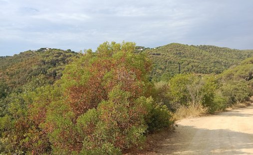 Land in Sant Cebria de Vallalta, Catalonia, Spain 1