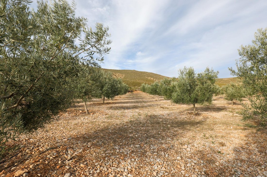 Land in Villamena, Andalusia, Spain 3 - 16920496